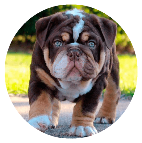 Bulldogs Tri Chocolate