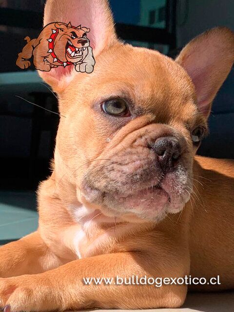 Venta de cachorros buldog exoticos