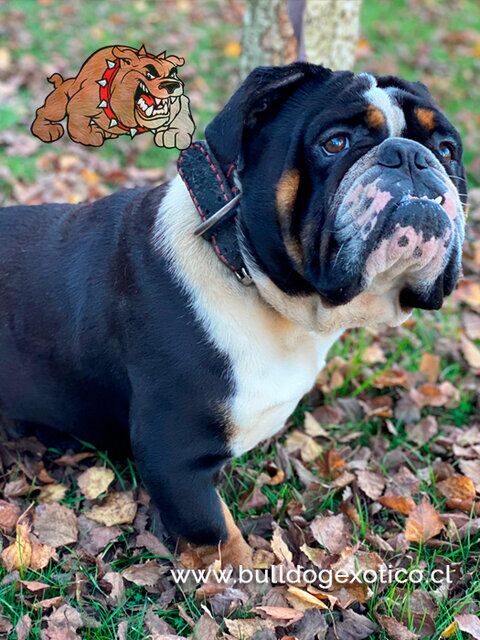 Venta de cachorros buldog exoticos